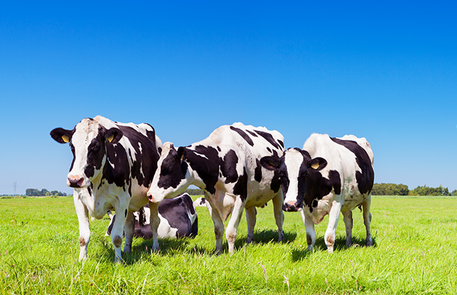 非抗策略抵御奶牛乳腺炎——微量元素