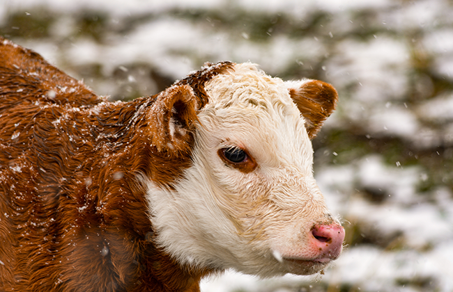 冷应激下犊牛营养强化策略——微量元素的作用与选择