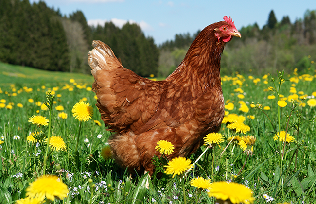 破蛋率居高不下？别让蛋壳“脆”了你的利润！