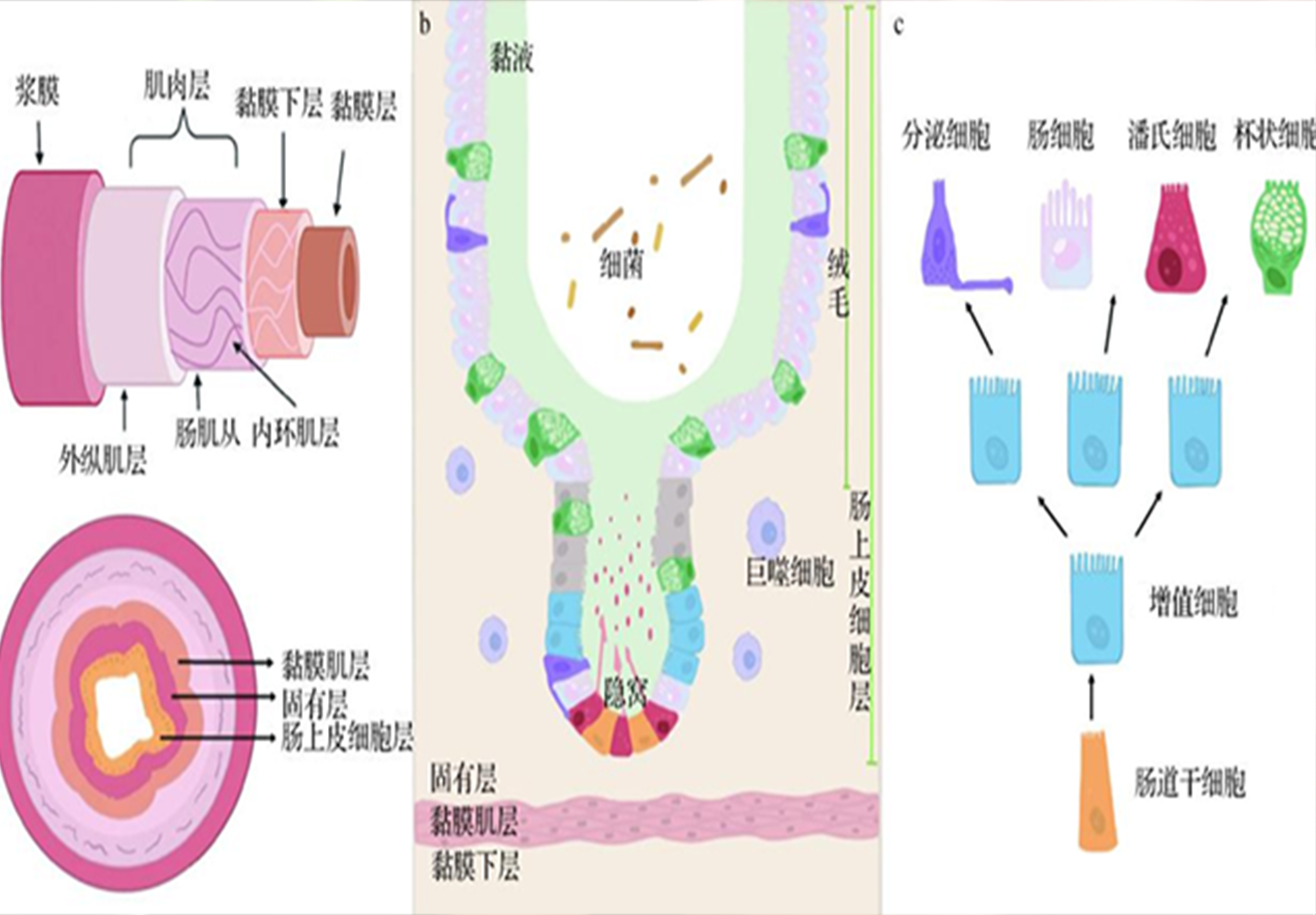 矿物元素与消化道微生物菌群