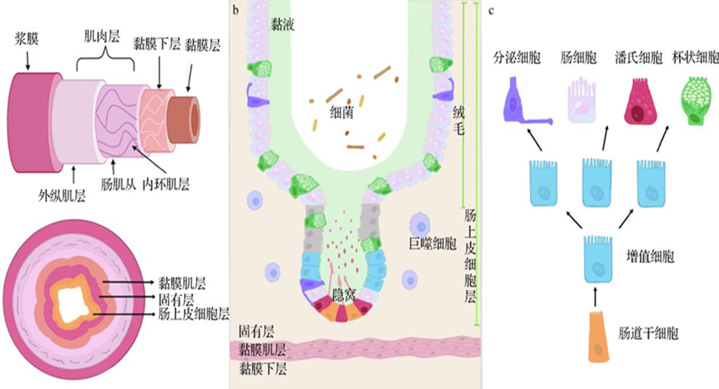 矿物元素与消化道微生物菌群