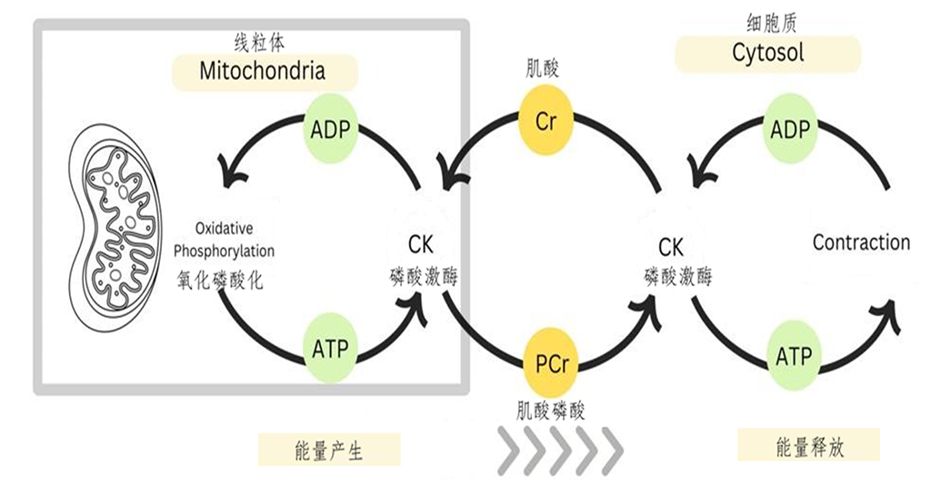 微量元素铁吸收、代谢与生命活动