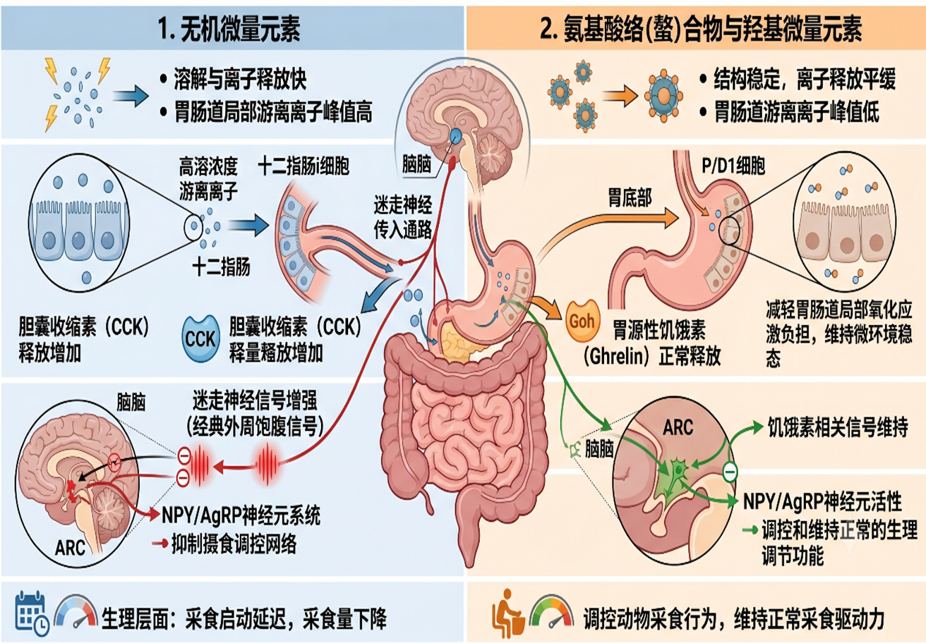 微量元素剂型对畜禽采食量的调控机制与应用策略
