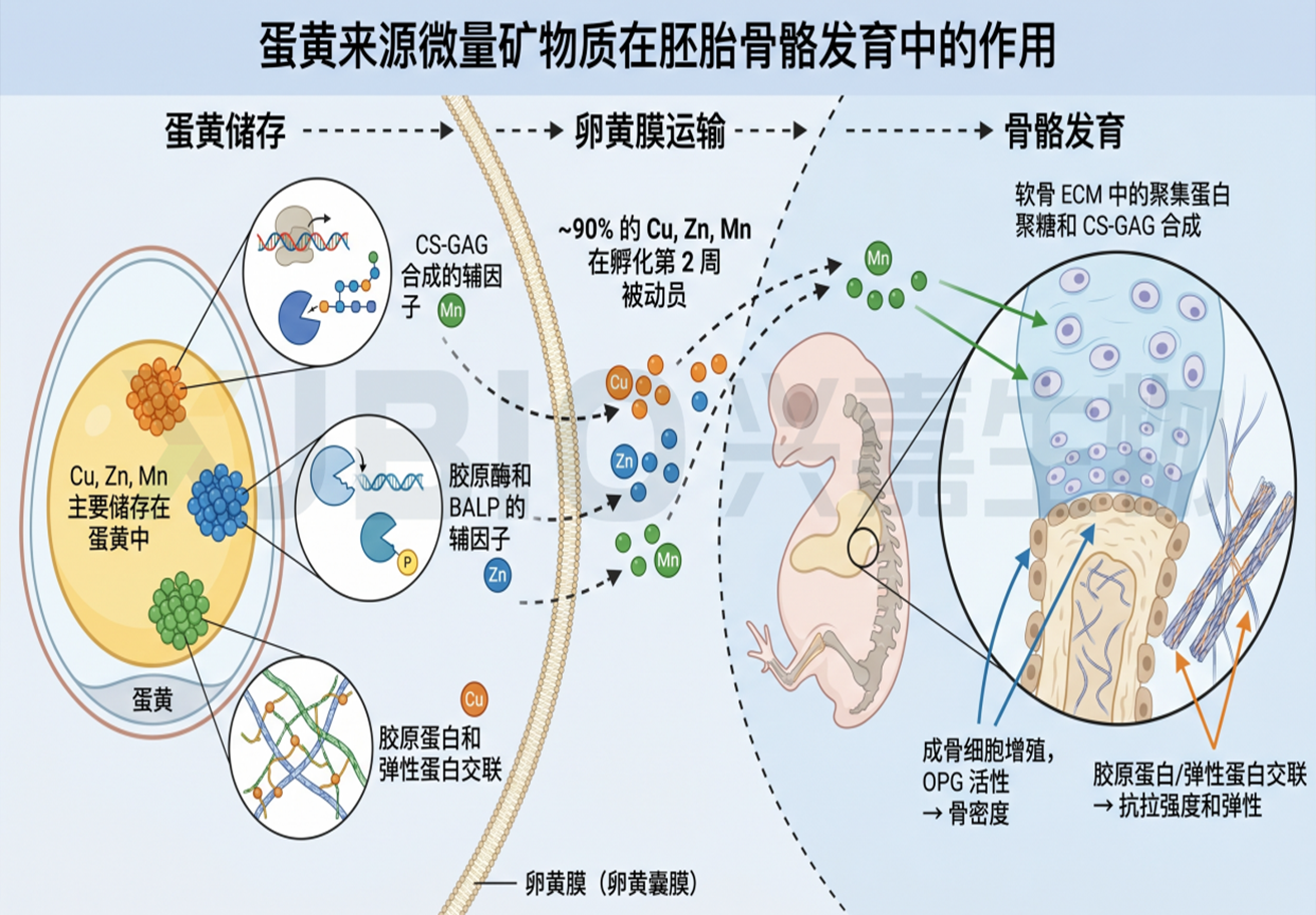 从提高种蛋质量入手，改善种禽繁殖性能