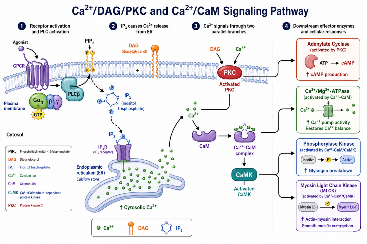 生物信息、传递网络与微量元素