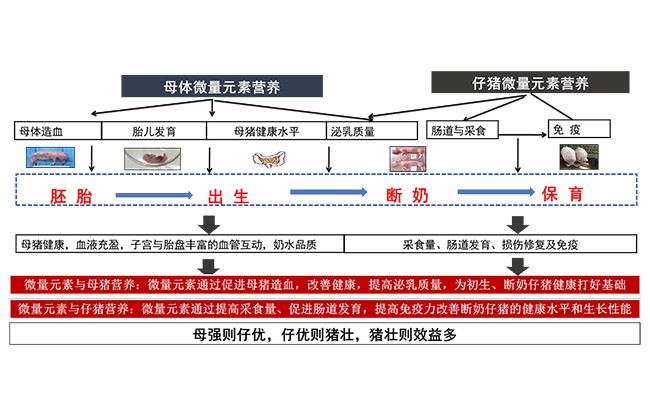 兴嘉生物“母仔一体化营养策略”助力猪群健康升级